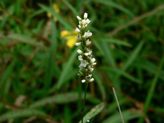 {Persicaria setacea}